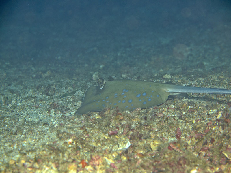 Blue spotted fan tail ray, Wreck Point